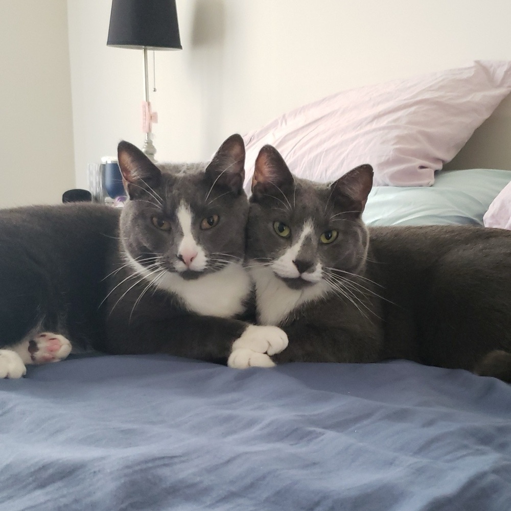 Meet your Posher, Pauline